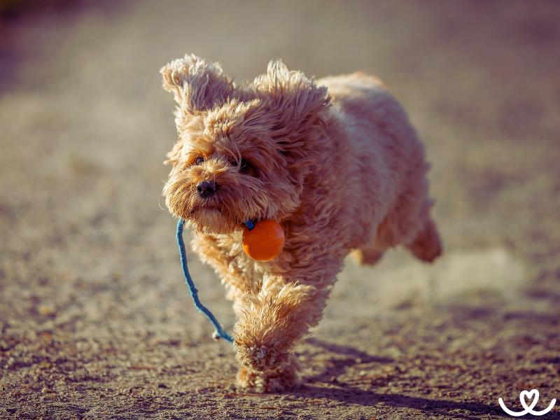 Psi-plemeno-cavapoo (4)